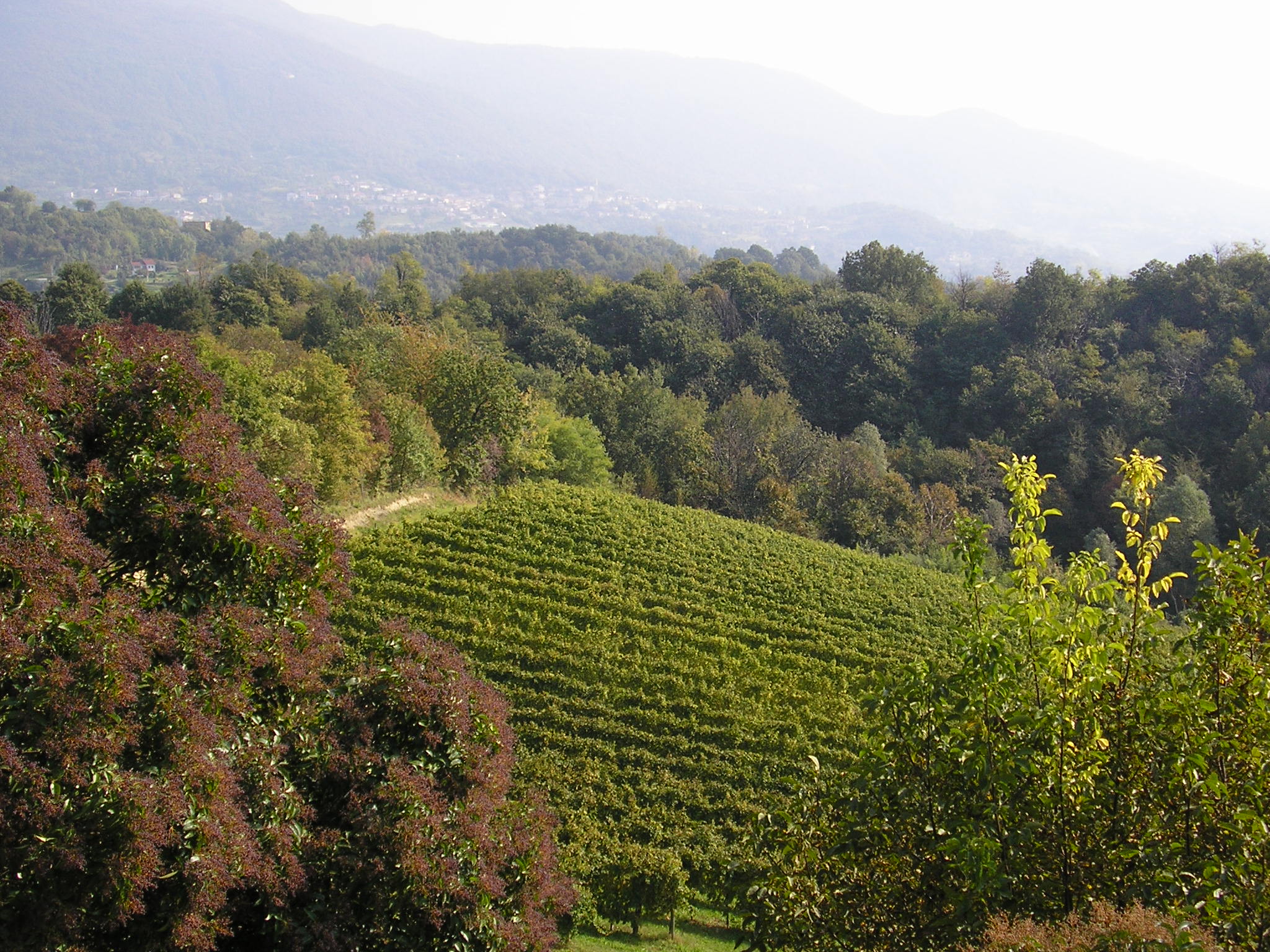 Dolomites/Northern Italy